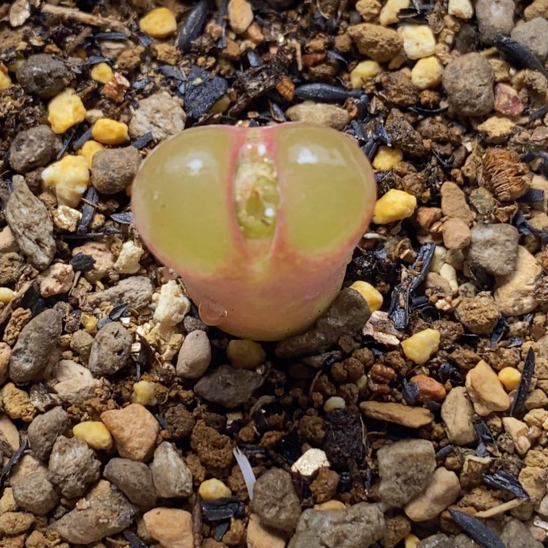 莉迪亚风灵子莉迪亚风灵子