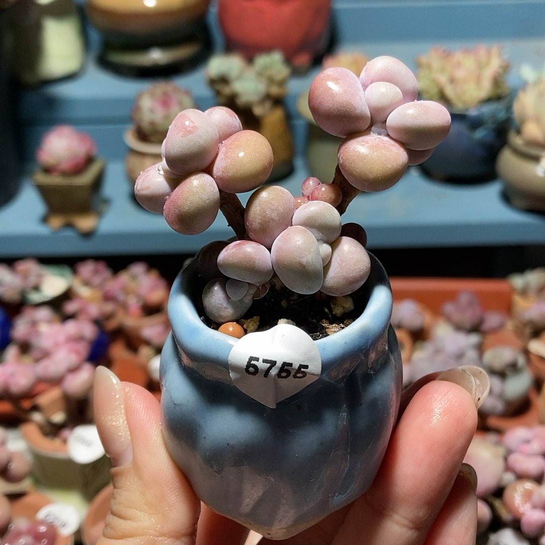 5755糖果腰子蛋带盆土