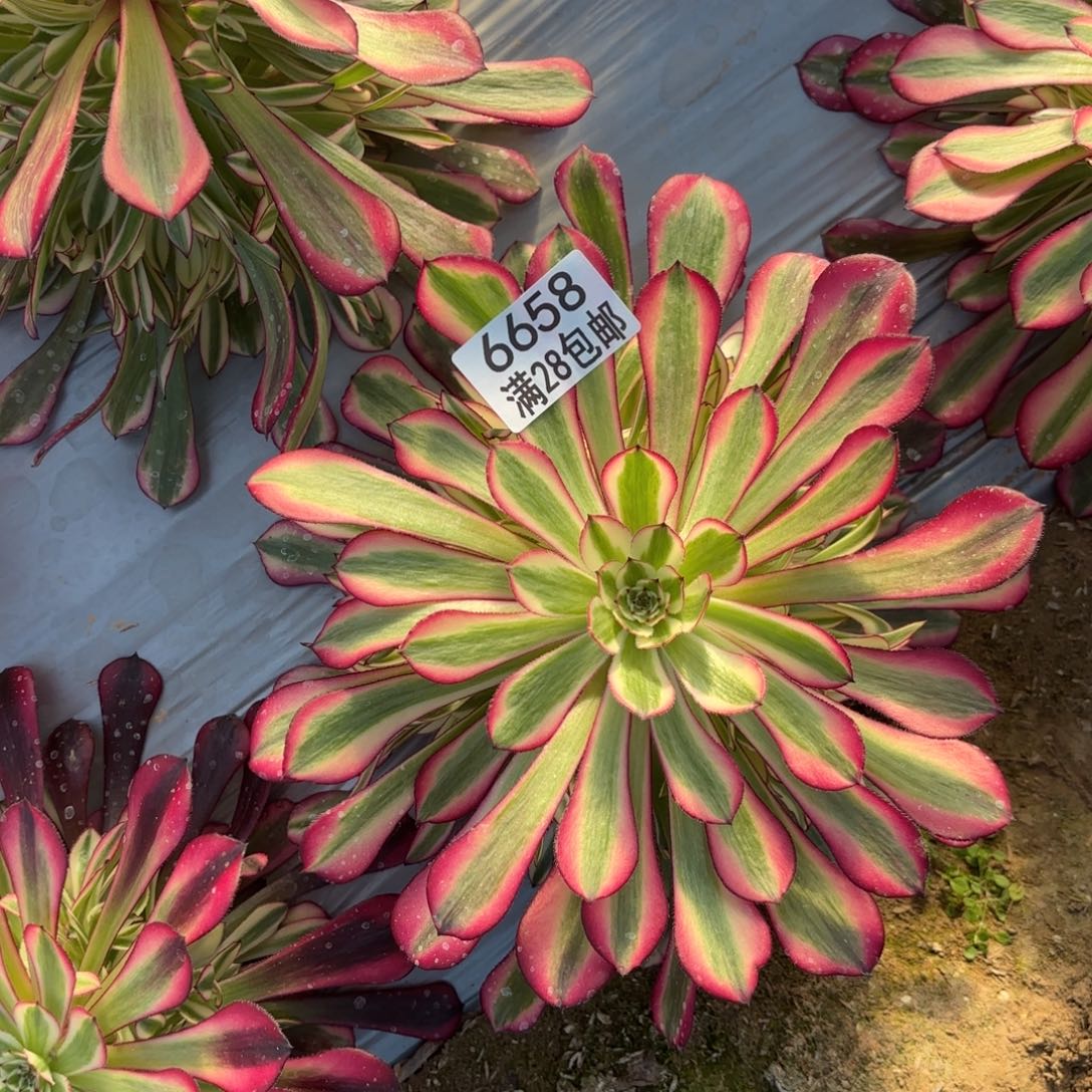 M.  6658红铜白多肉