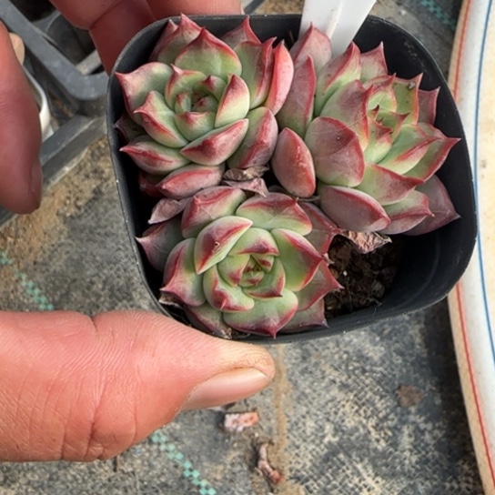 271宝莲灯多肉植物多