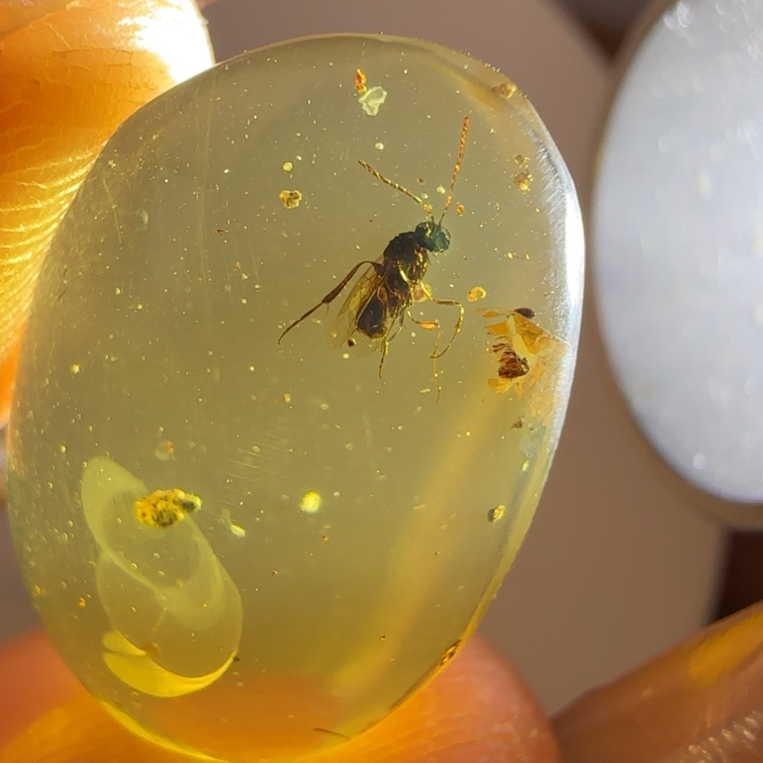 琥珀裸石未镶嵌蜂