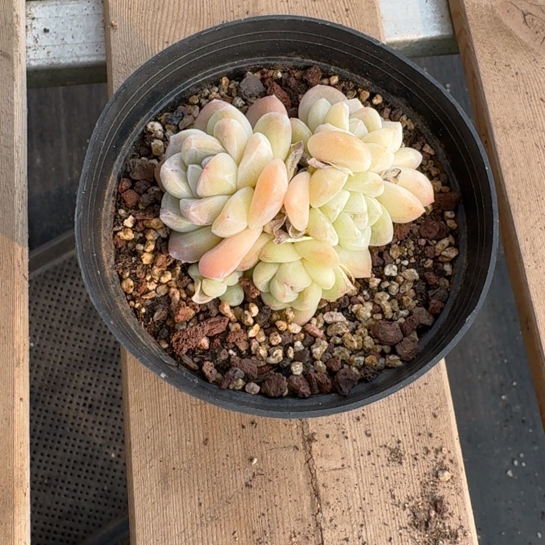 39 号到手1颗，江北多肉