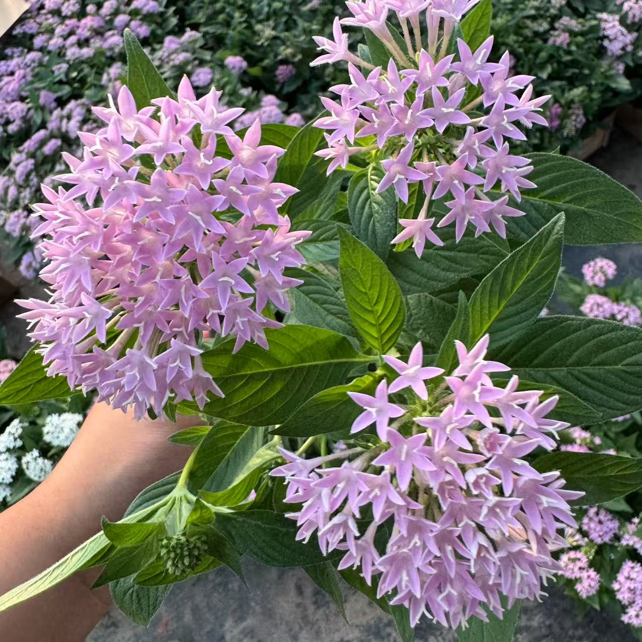 【李先生】繁星花 （淡紫）室内观赏盆栽 带花带花苞发货