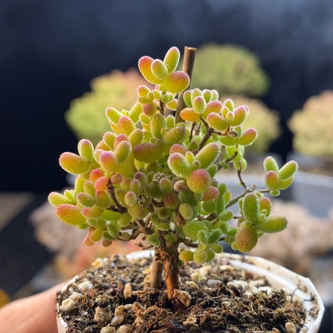 657蜜橘糖球，5.5厘米盆