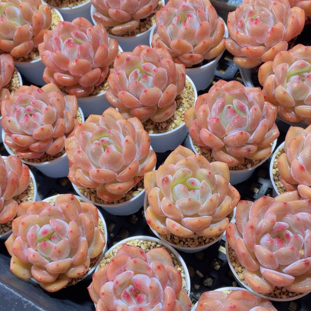 量拍66号 包包韩橙仙女橙单头五颗