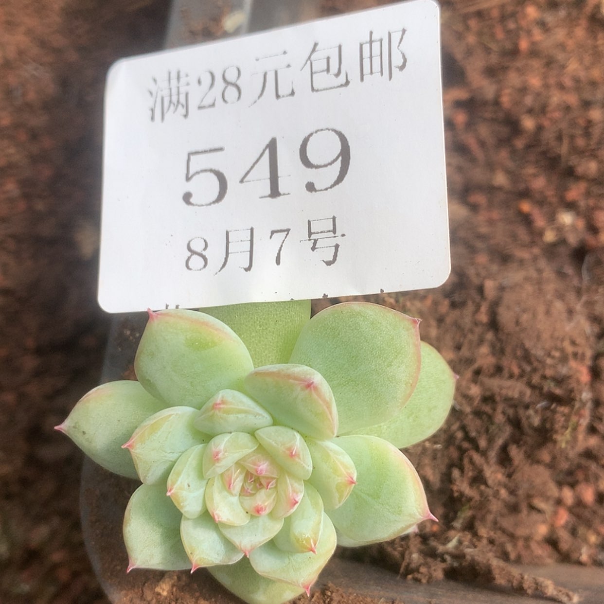 【闪购商品】云549号