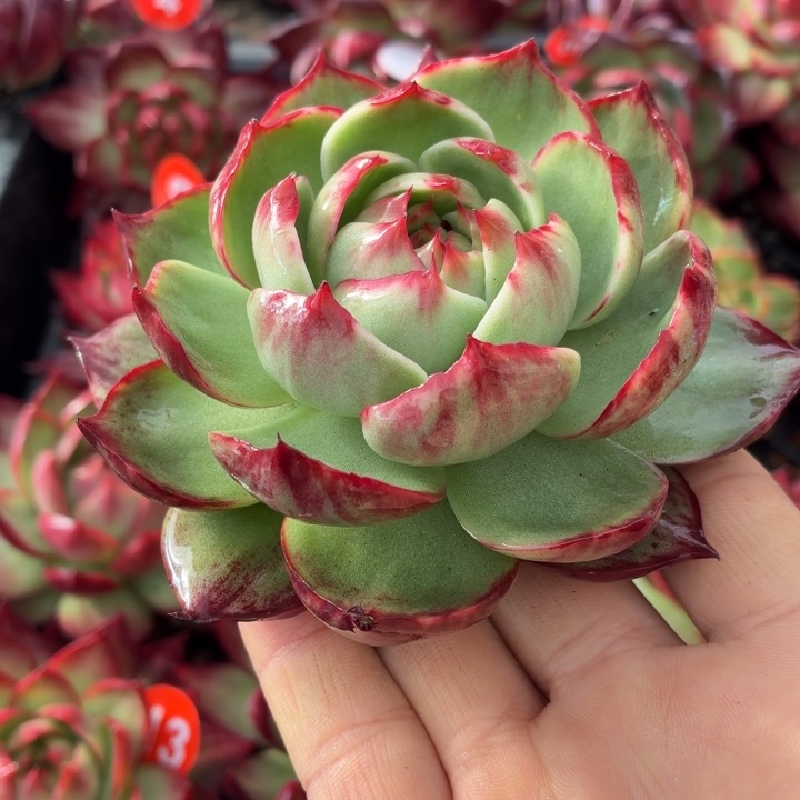 J***心多肉植物惊鸿仙子