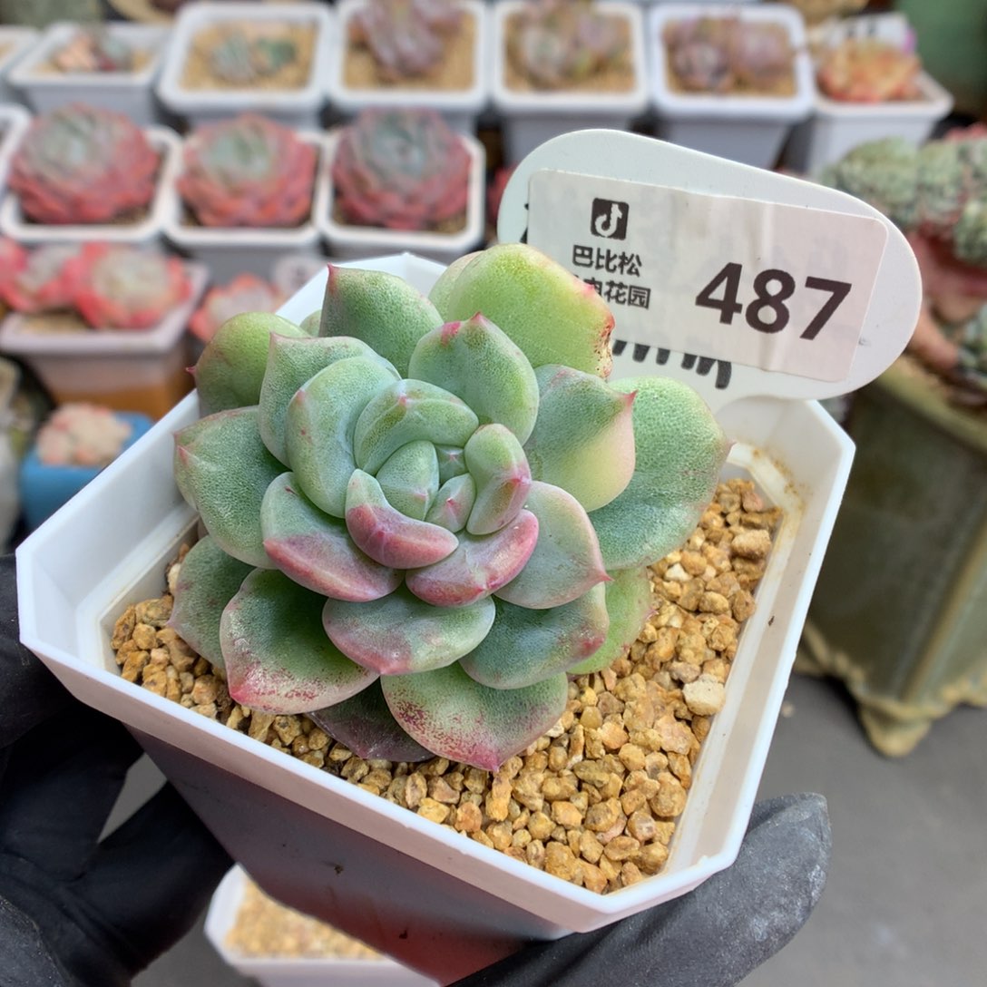 487 珍妮石化多肉