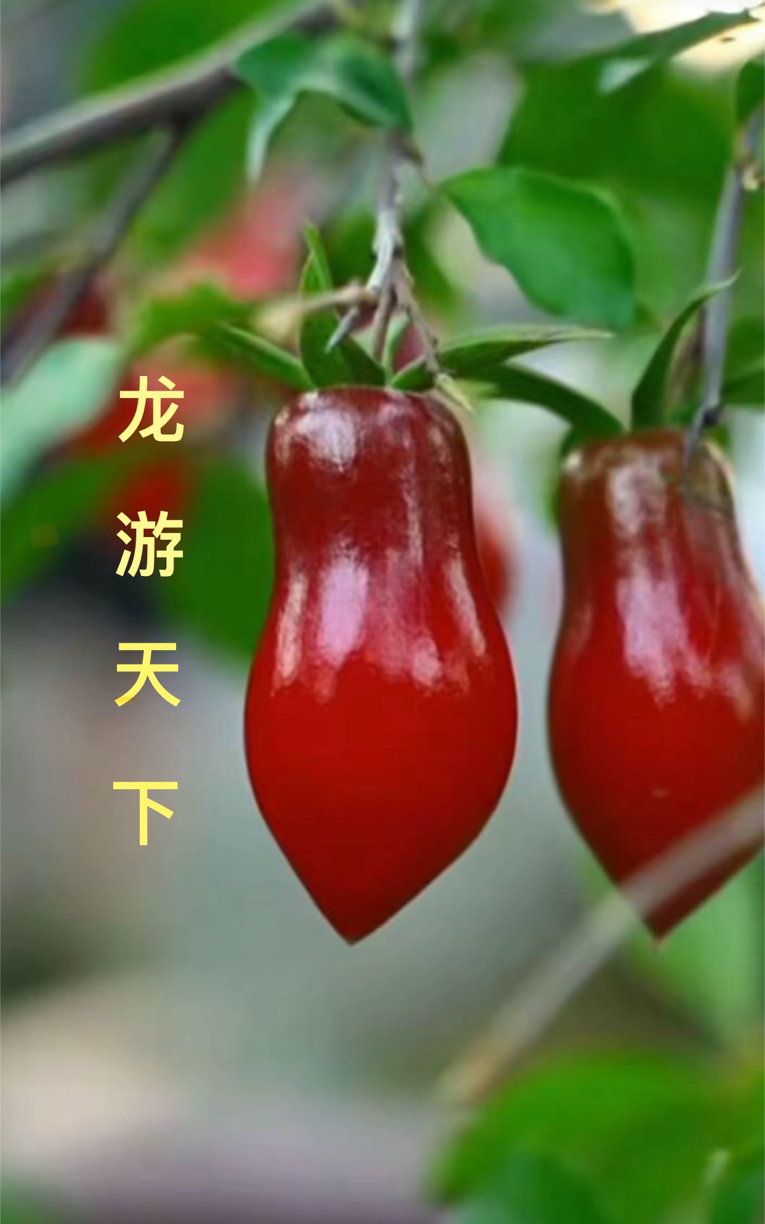 原生扦插苗梦之雫、独孤天下、黑豹、天之惠、二乔、天王等嫁接苗根培