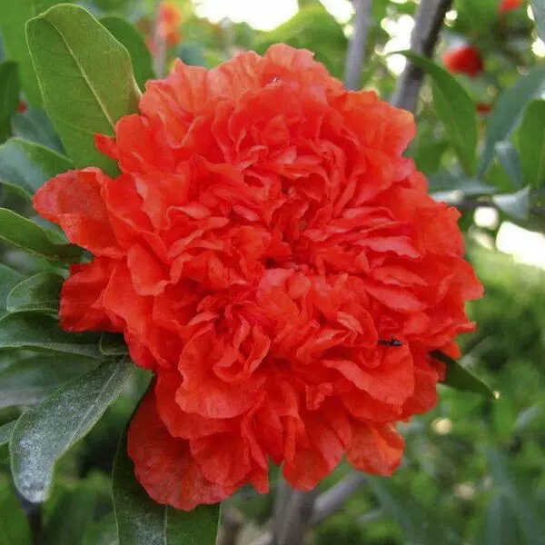 大花重瓣牡丹花石榴观花植物适合成品室内外阳台庭院原土原盆发货
