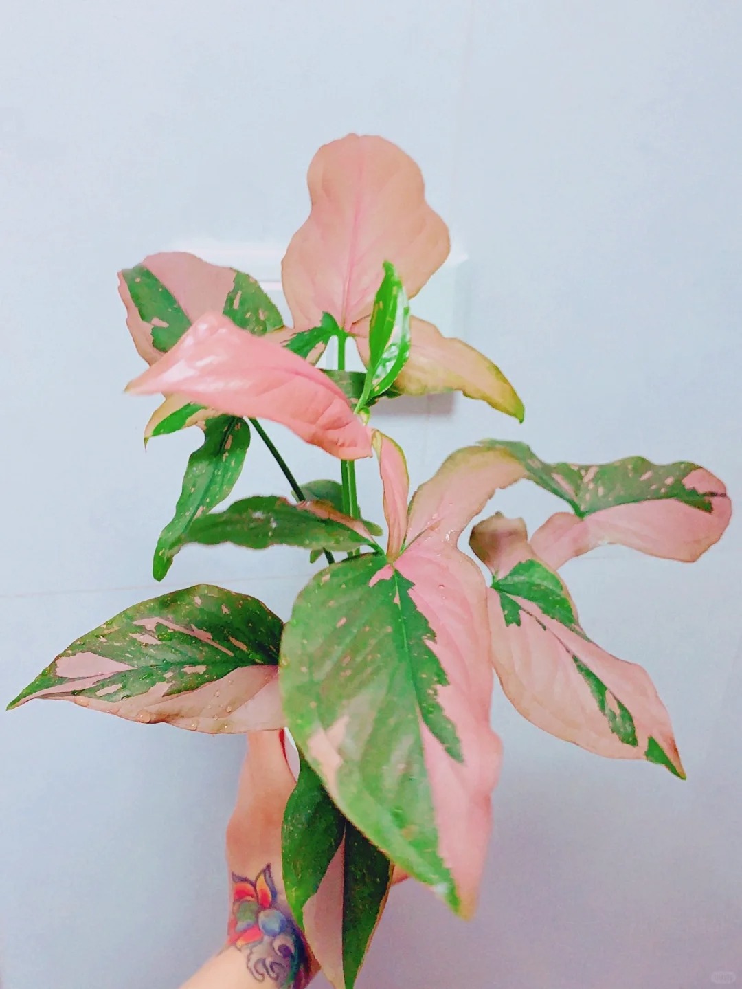 粉锦合果芋盆栽室内绿植彩色观叶植物桌面花卉摆件