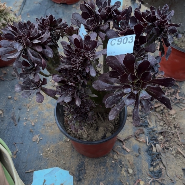 黑缀多肉植物不包损903