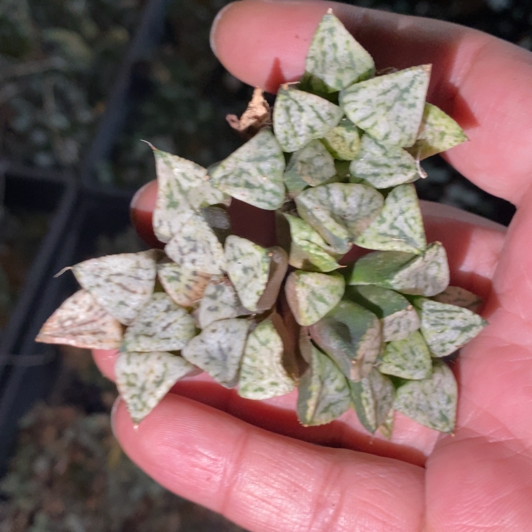 2822 一颗中潘多拉魔盒 元旦整点福利