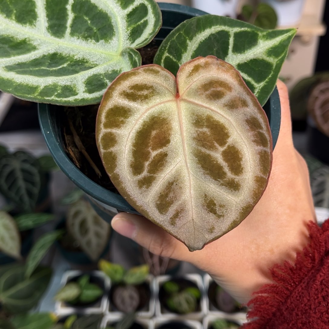 无花朵014 铜锣烧杂撕裂