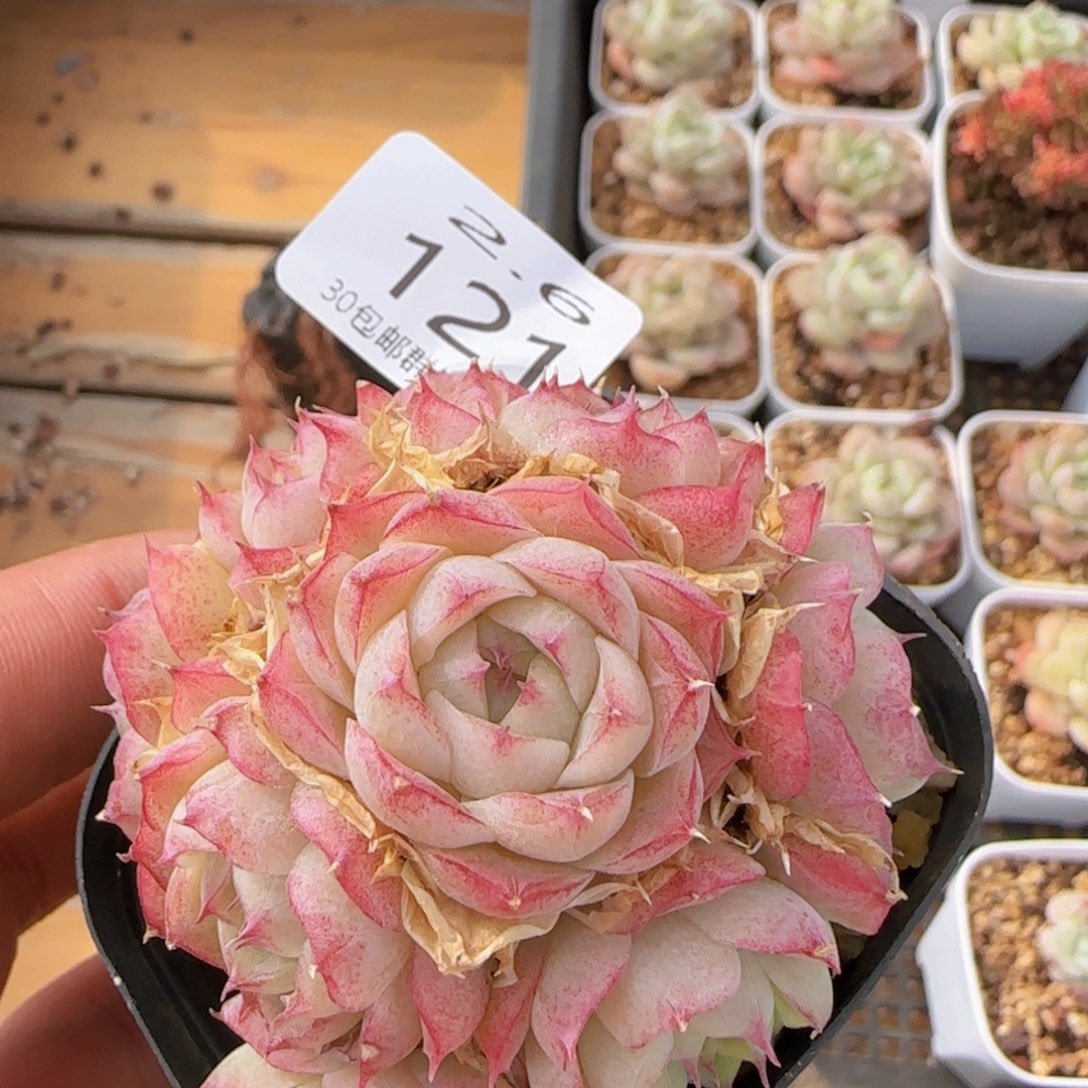 女王手捧花一颗脱土