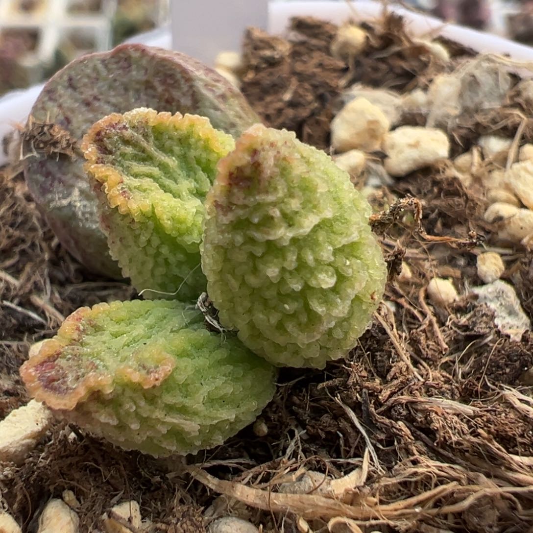 实生底叶苗纹路款多肉植物水泡