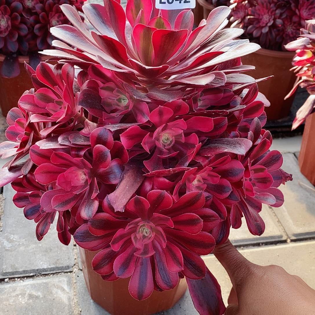 042美杜莎不是老桩6666