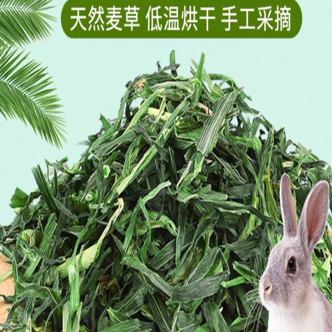 烘干大麦草段绿色清香含粗纤维适合侏儒兔垂耳兔食用的干草