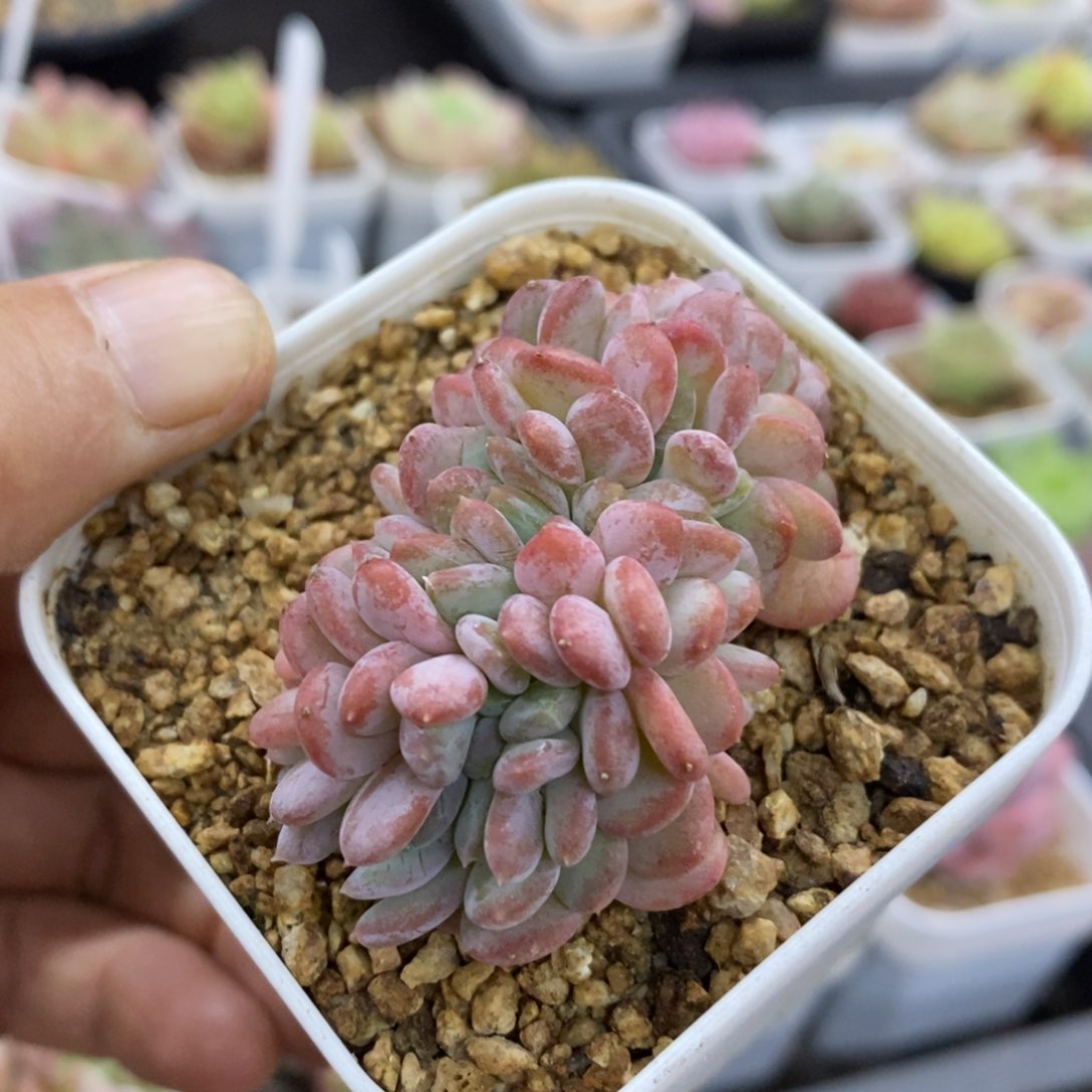 精品多肉一物一拍不包整137
