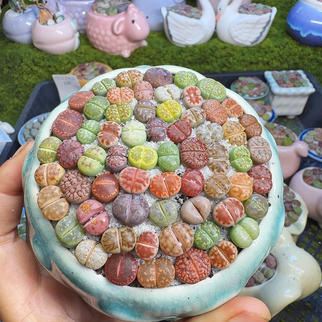 多肉植物福利冲609