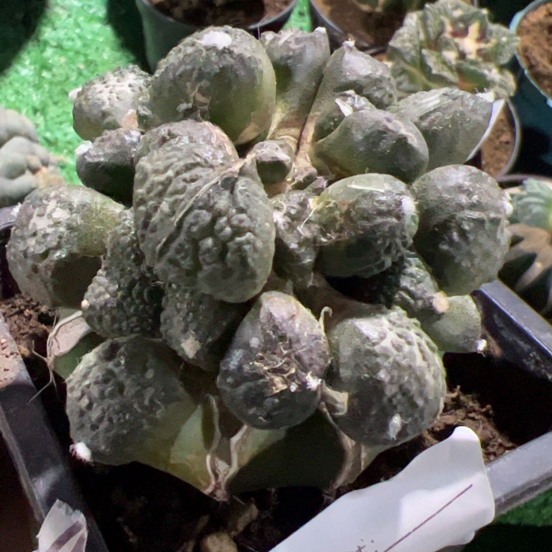 连山牡丹群仙人球046