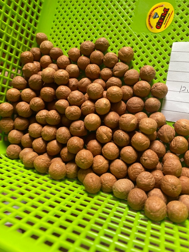2号12-13mm共178颗凤眼菩提散籽