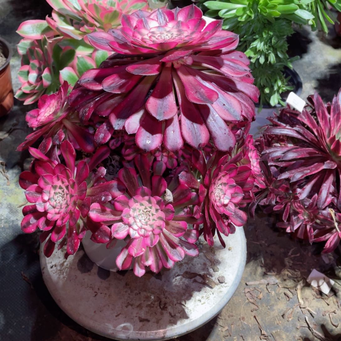 多肉植物红铜超白667