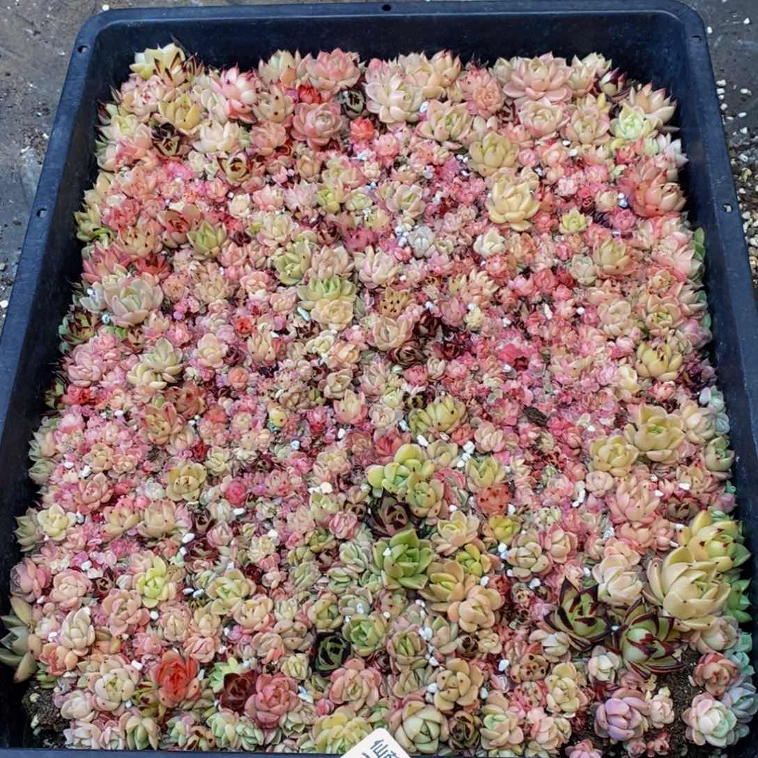 雪***书278虽然我不知道你是怎么