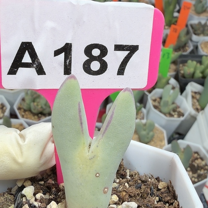 嫣***尘187nnnbjhjjjjjjjjjjhjh