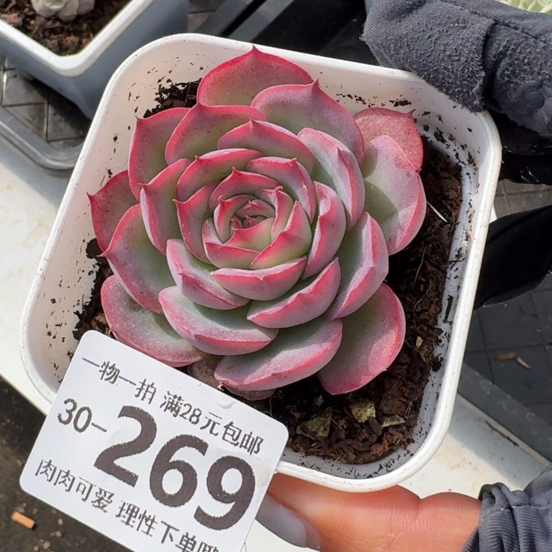 侧影无盆土发货无盆