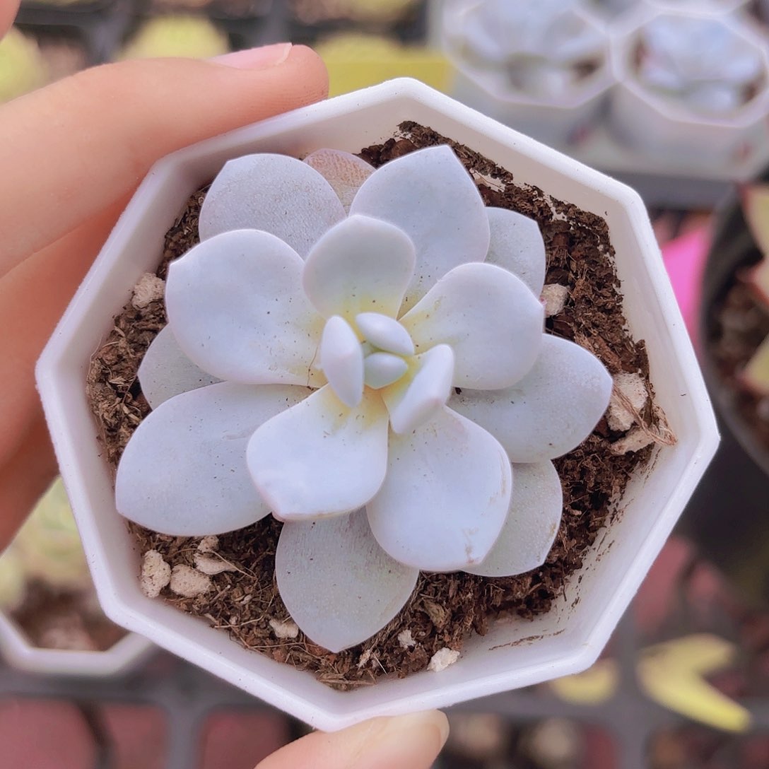 精品雪莲多肉植物