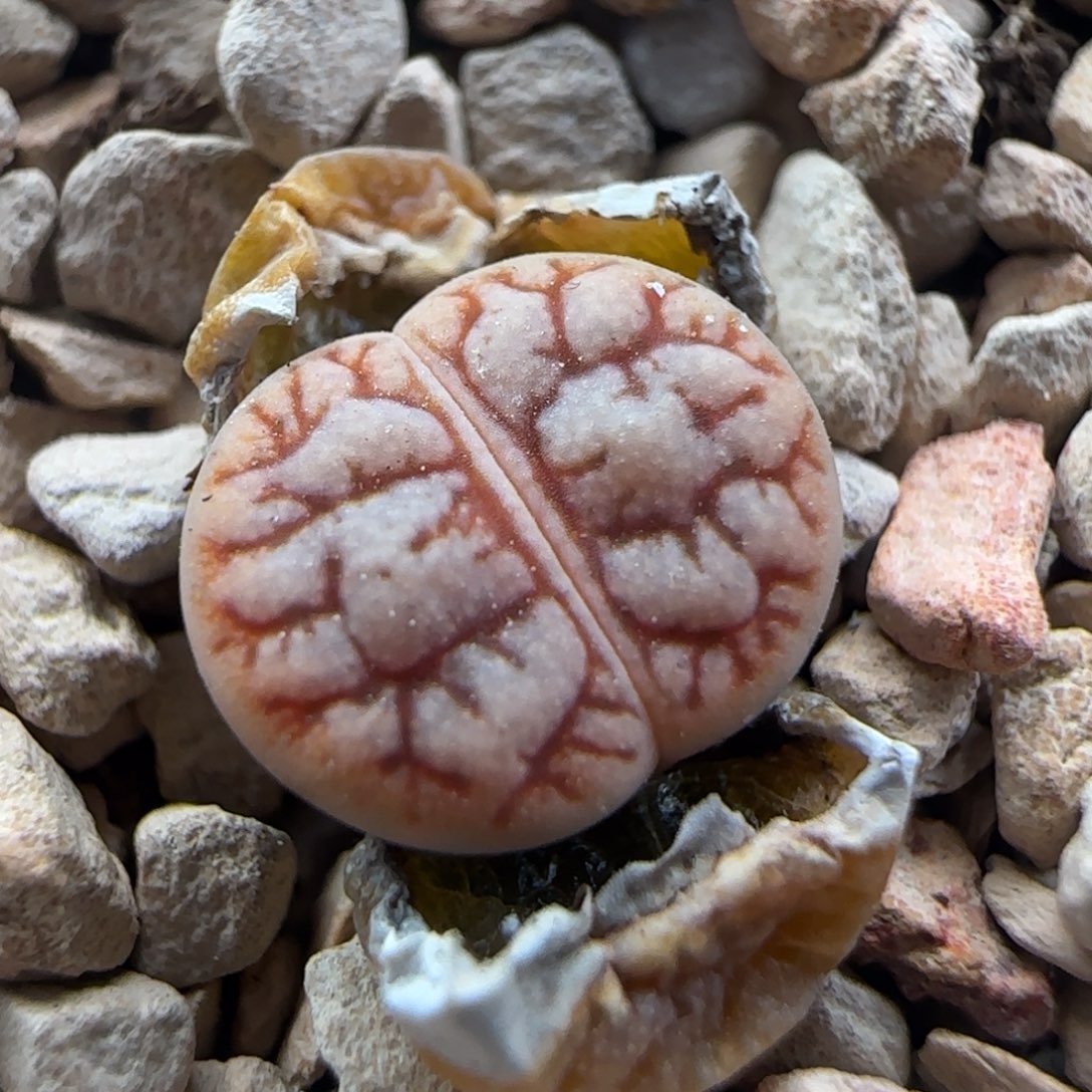 2.7.25/哈默种源189