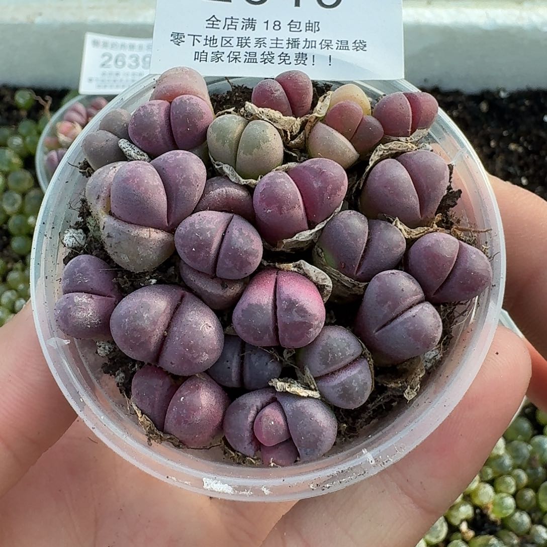 2640 哈哈哈哈哈哈哈哈