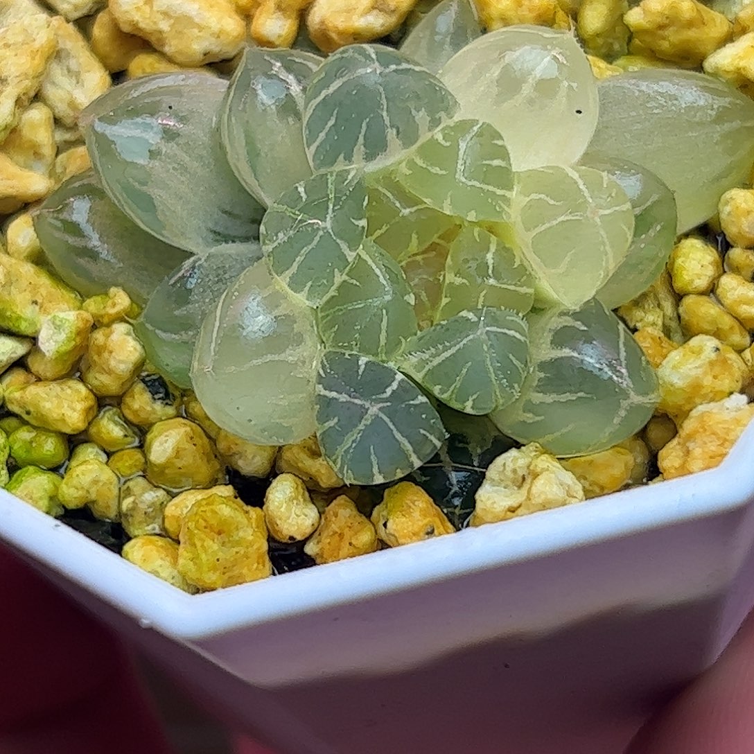 糊斑霏桃锦十二卷