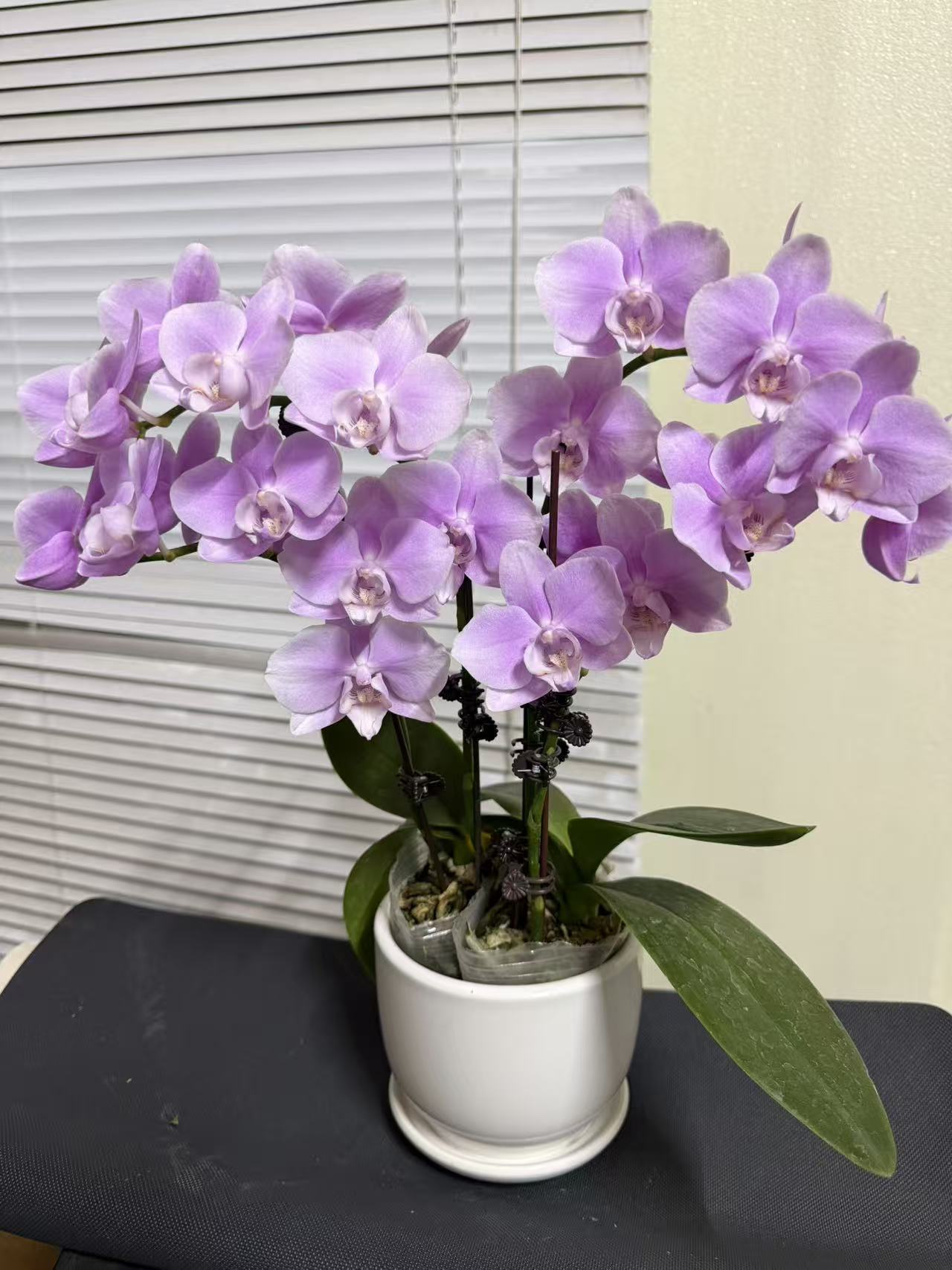 蝴蝶兰【粉天使】3花剑 花色鲜艳 室内花花 广州基地直发