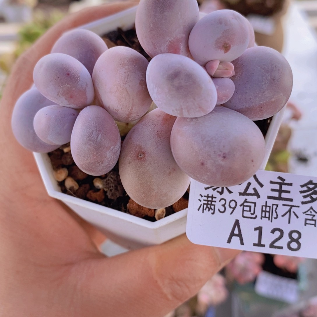 水光针奶酪6cm128多肉植物