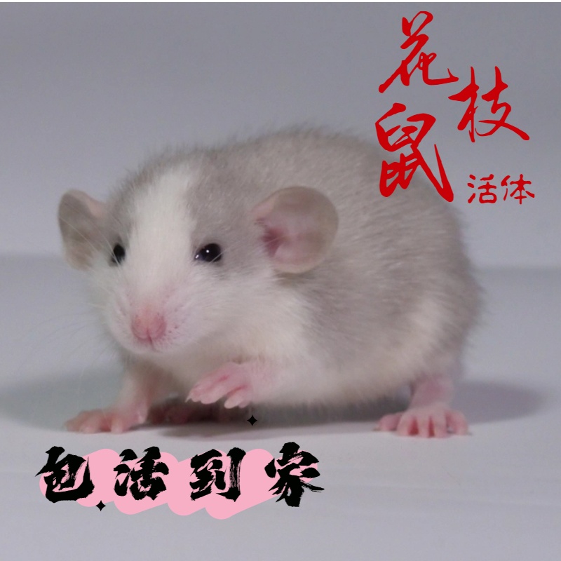 哼哼唧唧花枝鼠宝宝亲人可爱粘人可爱熊熊蓝卷正脸哈