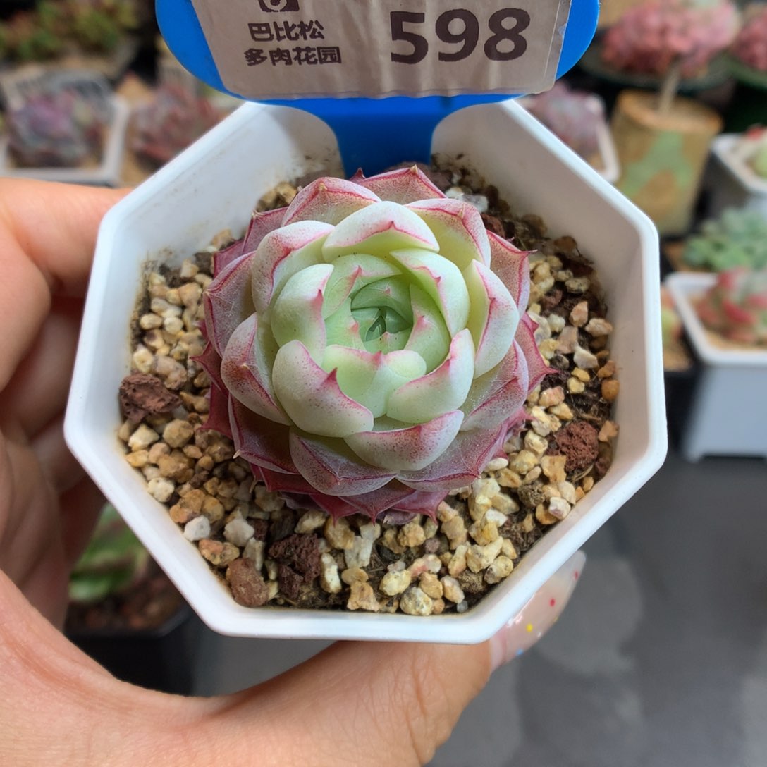 598边线女王多肉植物