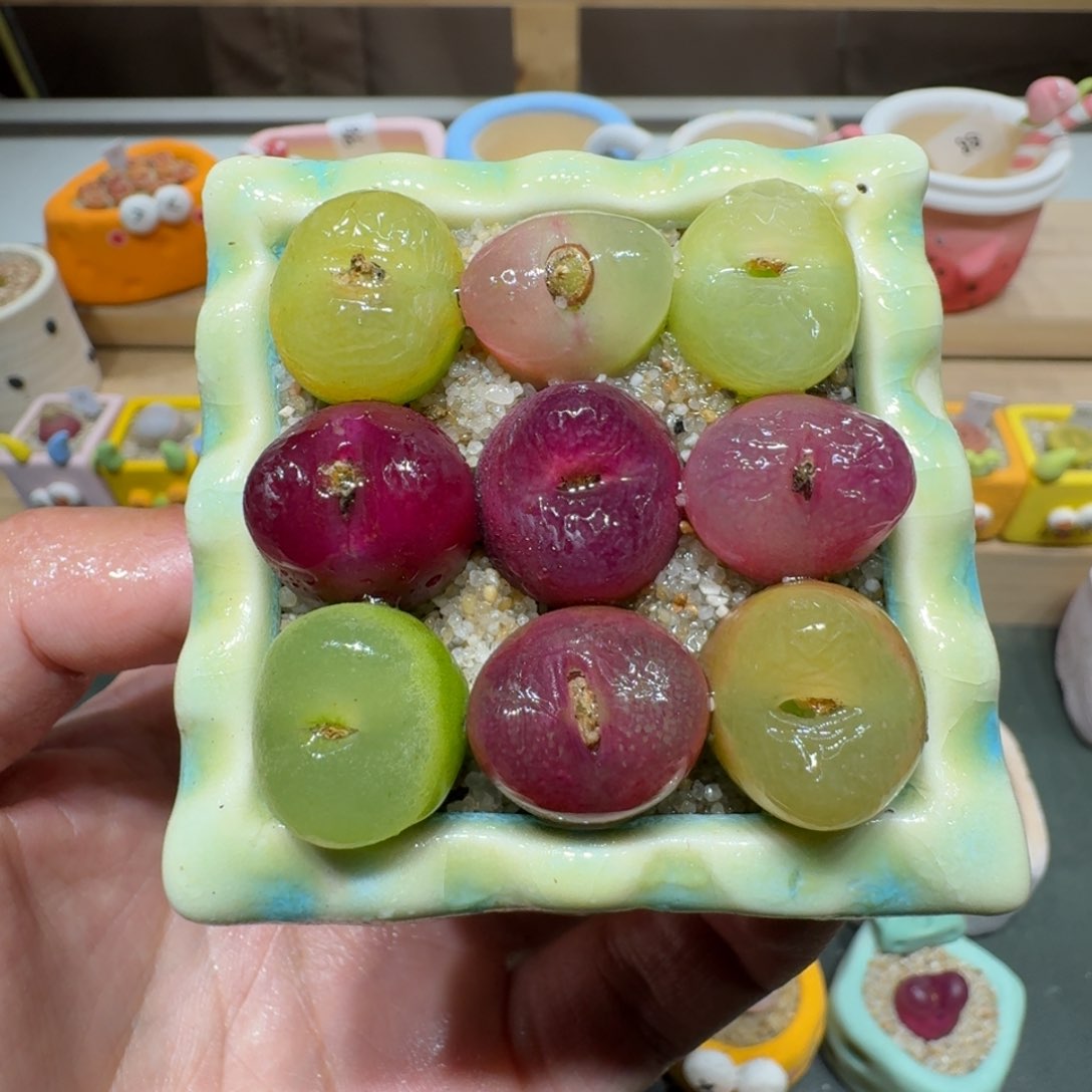 红陶蘑菇379毛汉尼