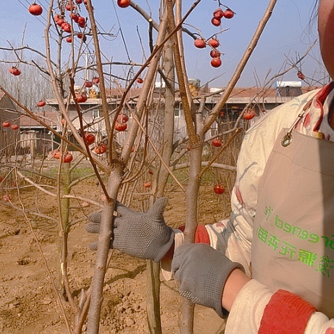 柿子树柿子树柿子