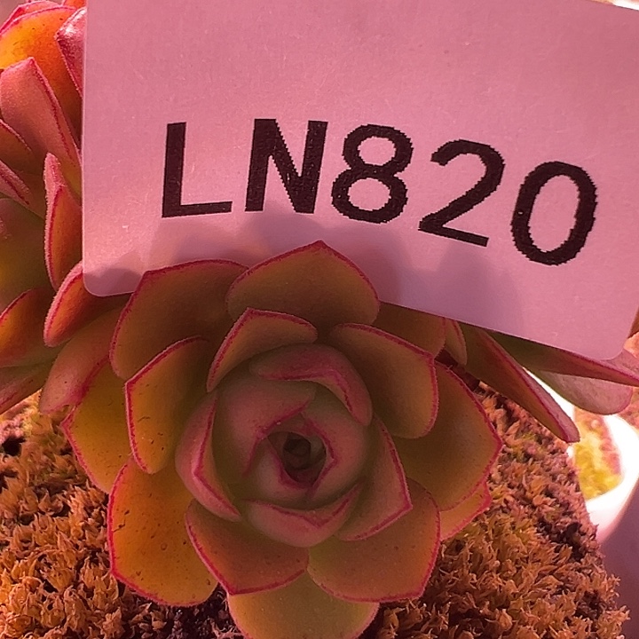 露妮820橘底红边九天娇龙厚叶侧芽量拍