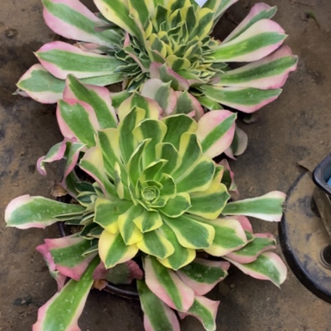 两颗白凤多肉植物2570