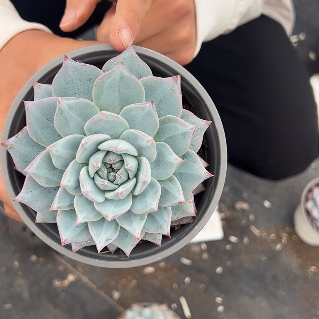 大单头粉蓝鸟八亩地三盆