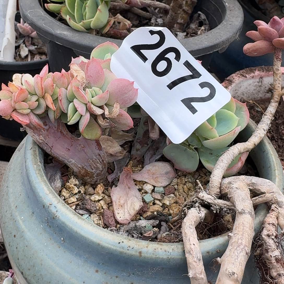 s****r31616464646461616