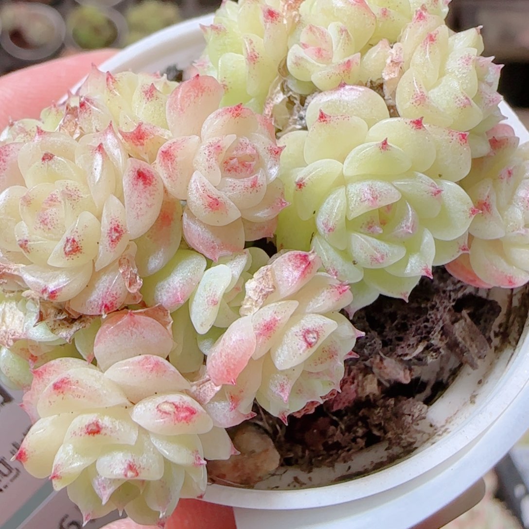 花语逸镜1116-231散
