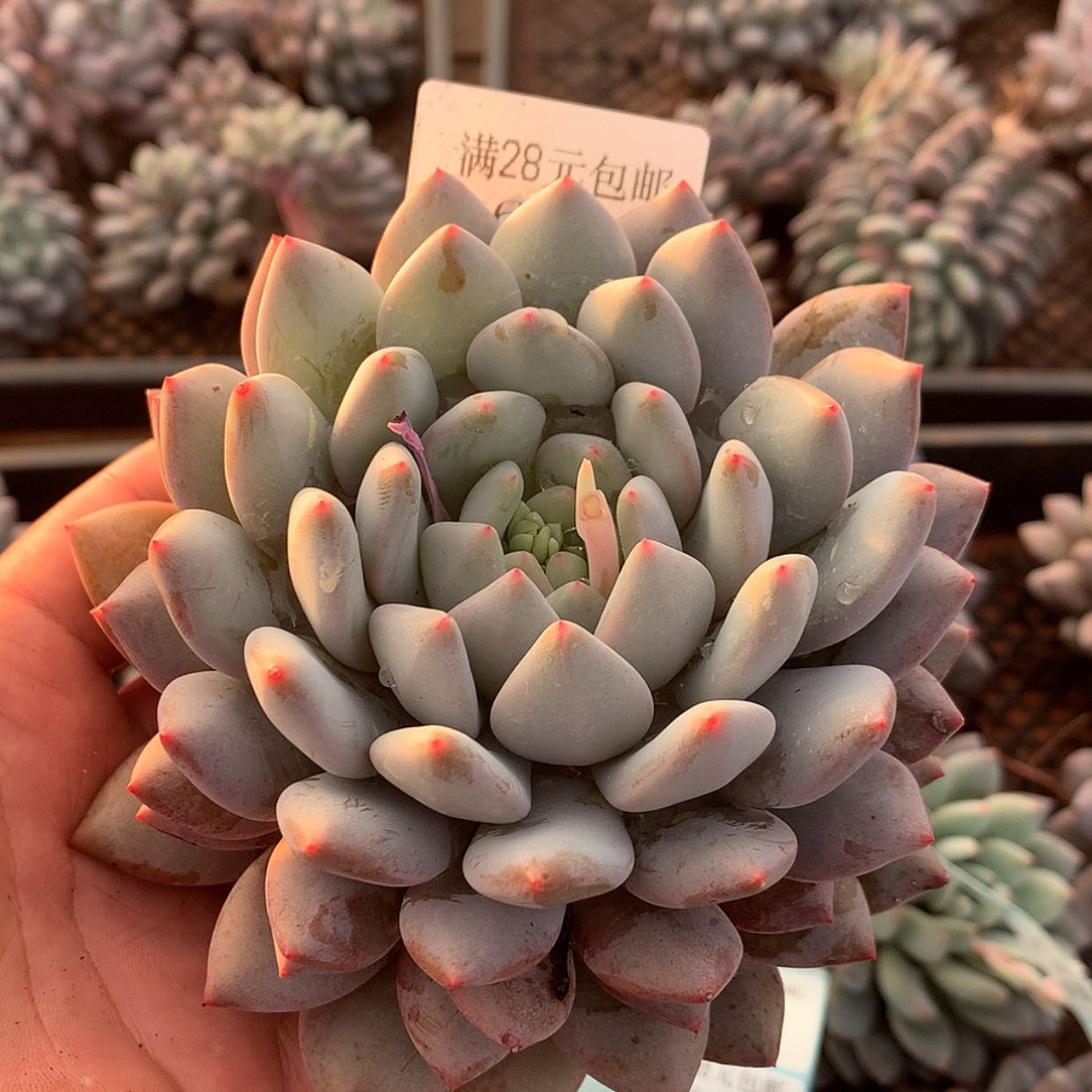 【闪购商品】云610