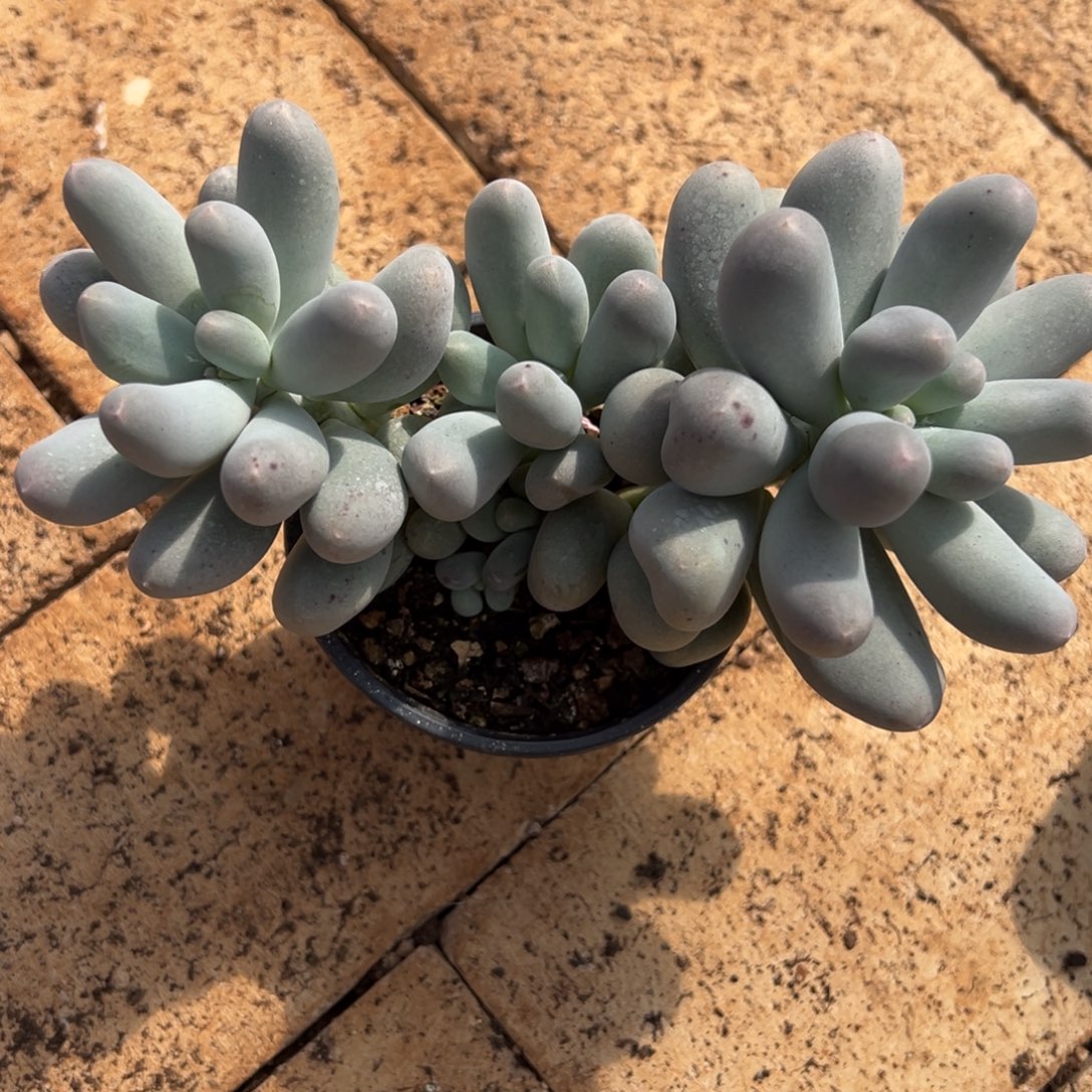 李***安李安15。           