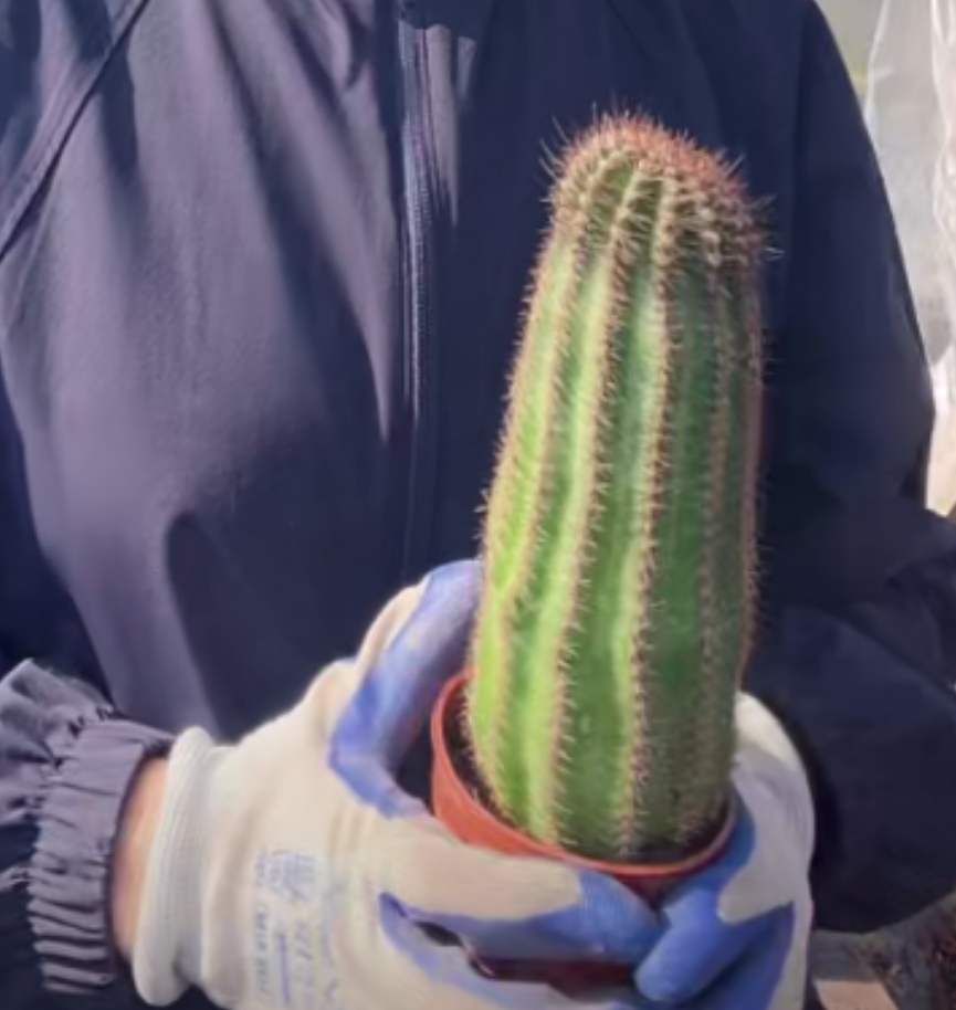 二妹园艺【 霓裳 落地自根 】满18包邮仙人球默认脱土发货