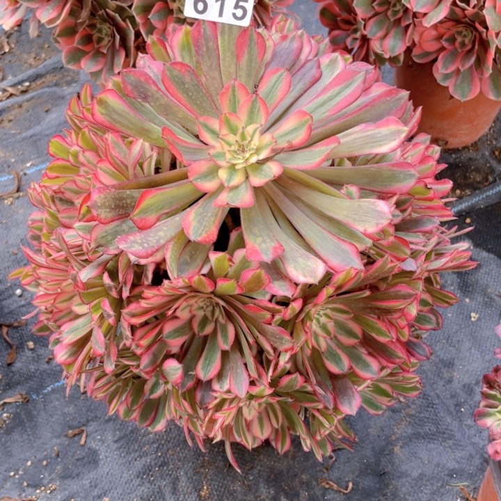 615老庄多肉法师红彤超白