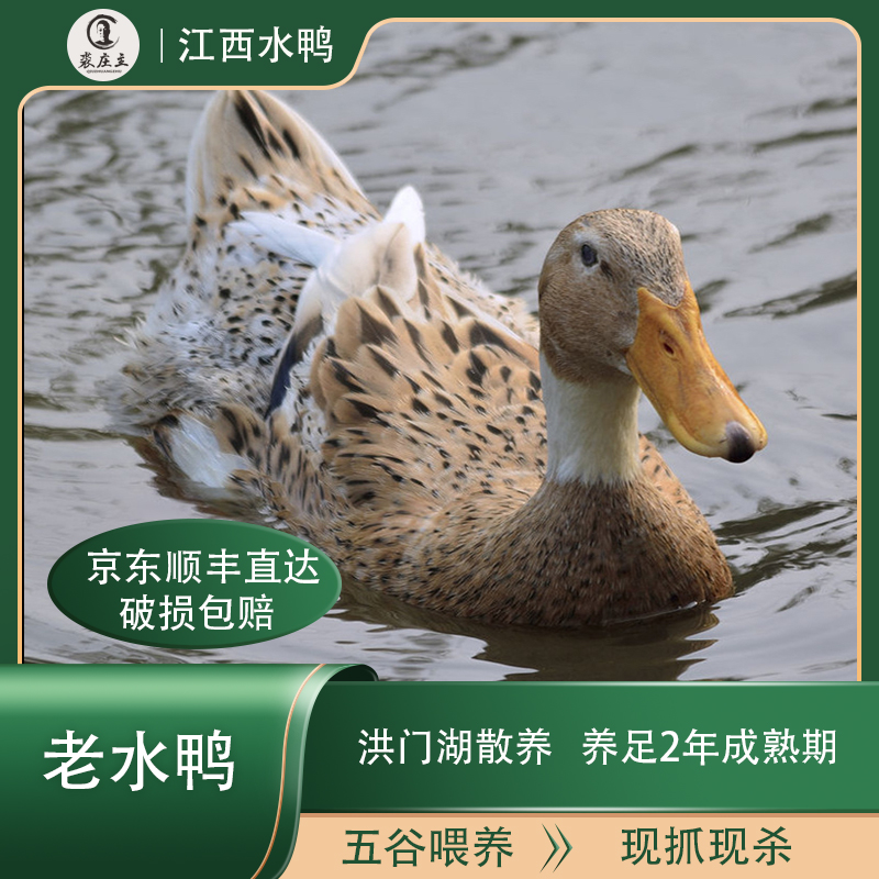 【炖汤满屋飘香】江西洪门湖畔散养麻鸭/老水鸭鸭龄足2年 约800g 